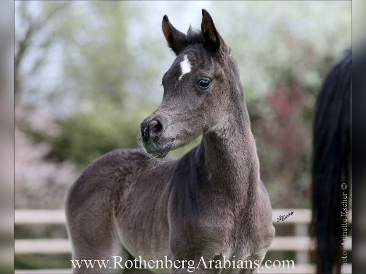 Ägyptischer Araber Stute  154 cm Rappe in Monheim