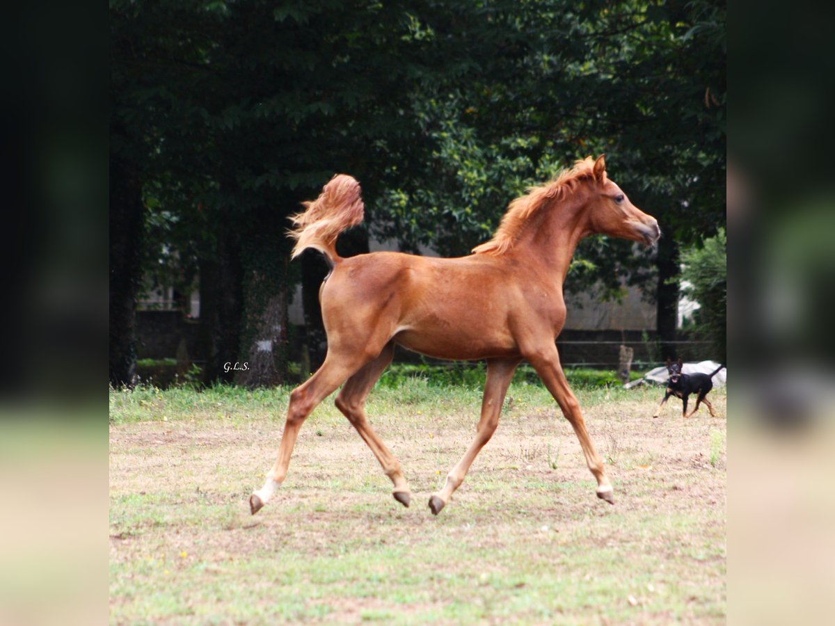 Ägyptischer Araber Stute Fohlen (05/2024) 157 cm Fuchs in Guarda, A