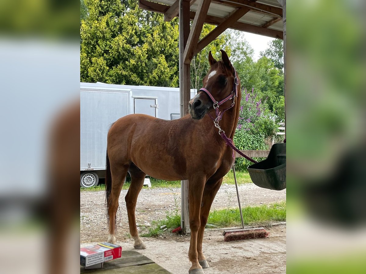 Ägyptischer Araber Wallach 13 Jahre 154 cm Fuchs in Pichl bei Wels