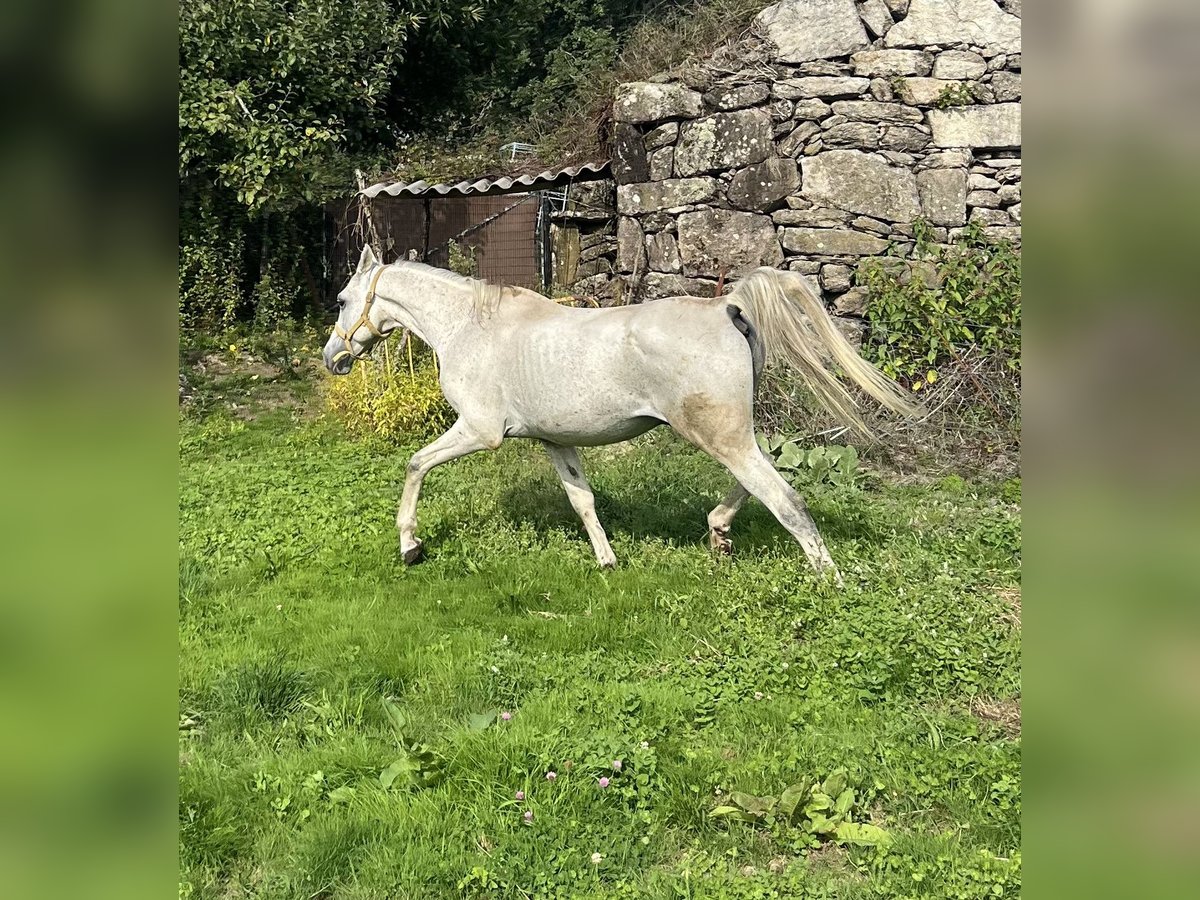 Ägyptischer Araber Wallach 16 Jahre 155 cm Schimmel in Queimadelos (Santa Maria)