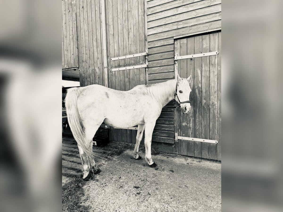 Ägyptischer Araber Wallach 23 Jahre 150 cm Schimmel in Stade