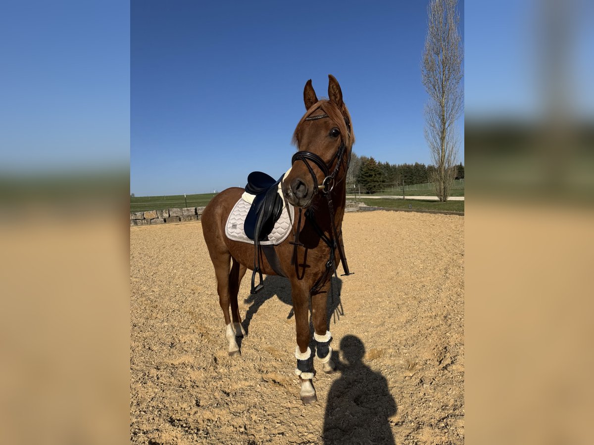 Ägyptischer Araber Wallach 3 Jahre 152 cm Fuchs in Wilburgstetten