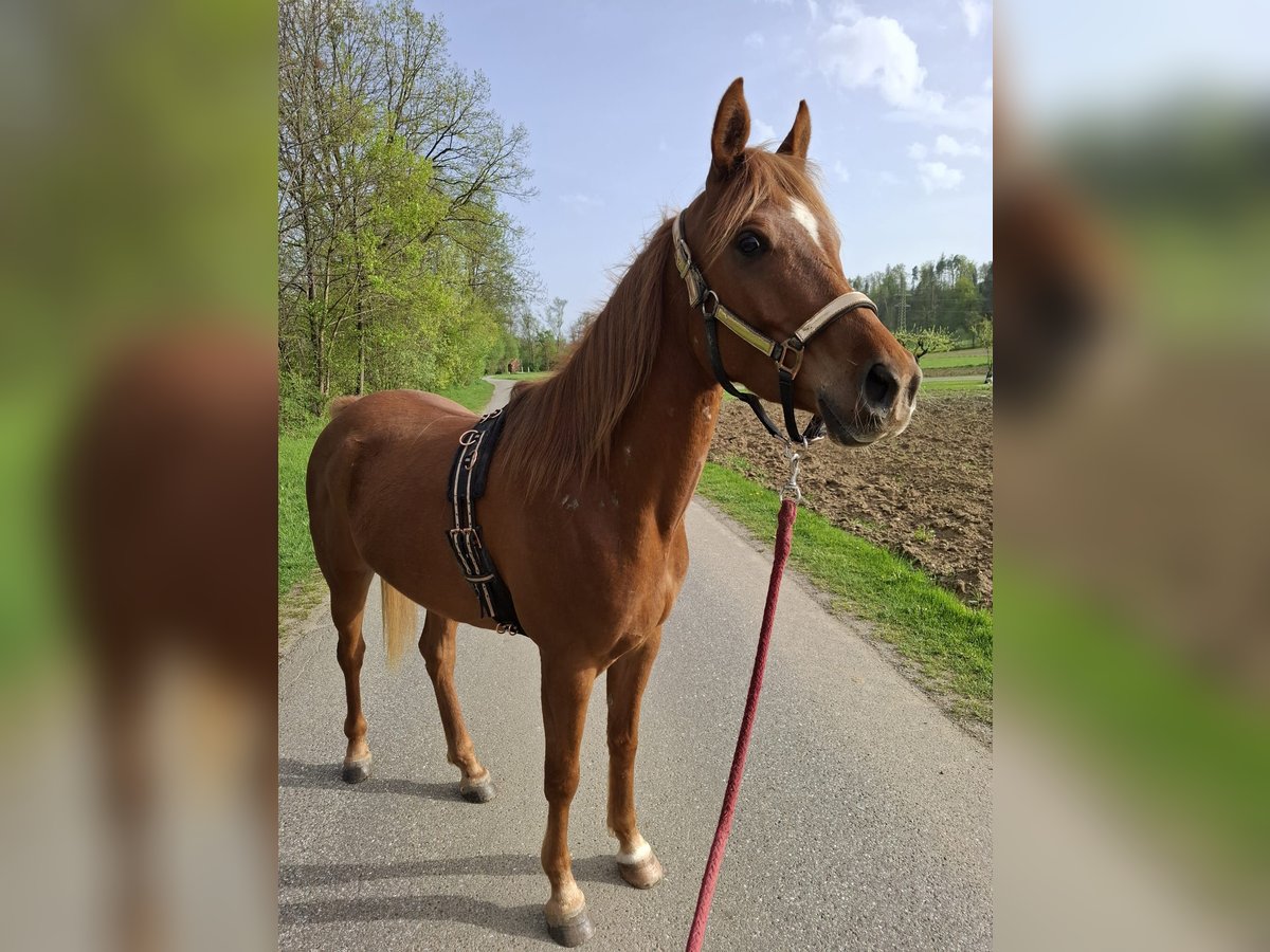 Ägyptischer Araber Wallach 4 Jahre Fuchs in Lannach