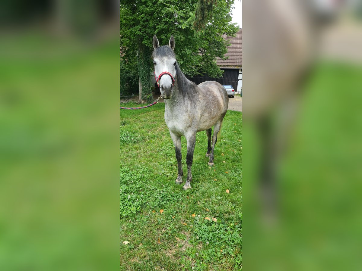 Ägyptischer Araber Wallach 5 Jahre 160 cm Apfelschimmel in Gerabronn