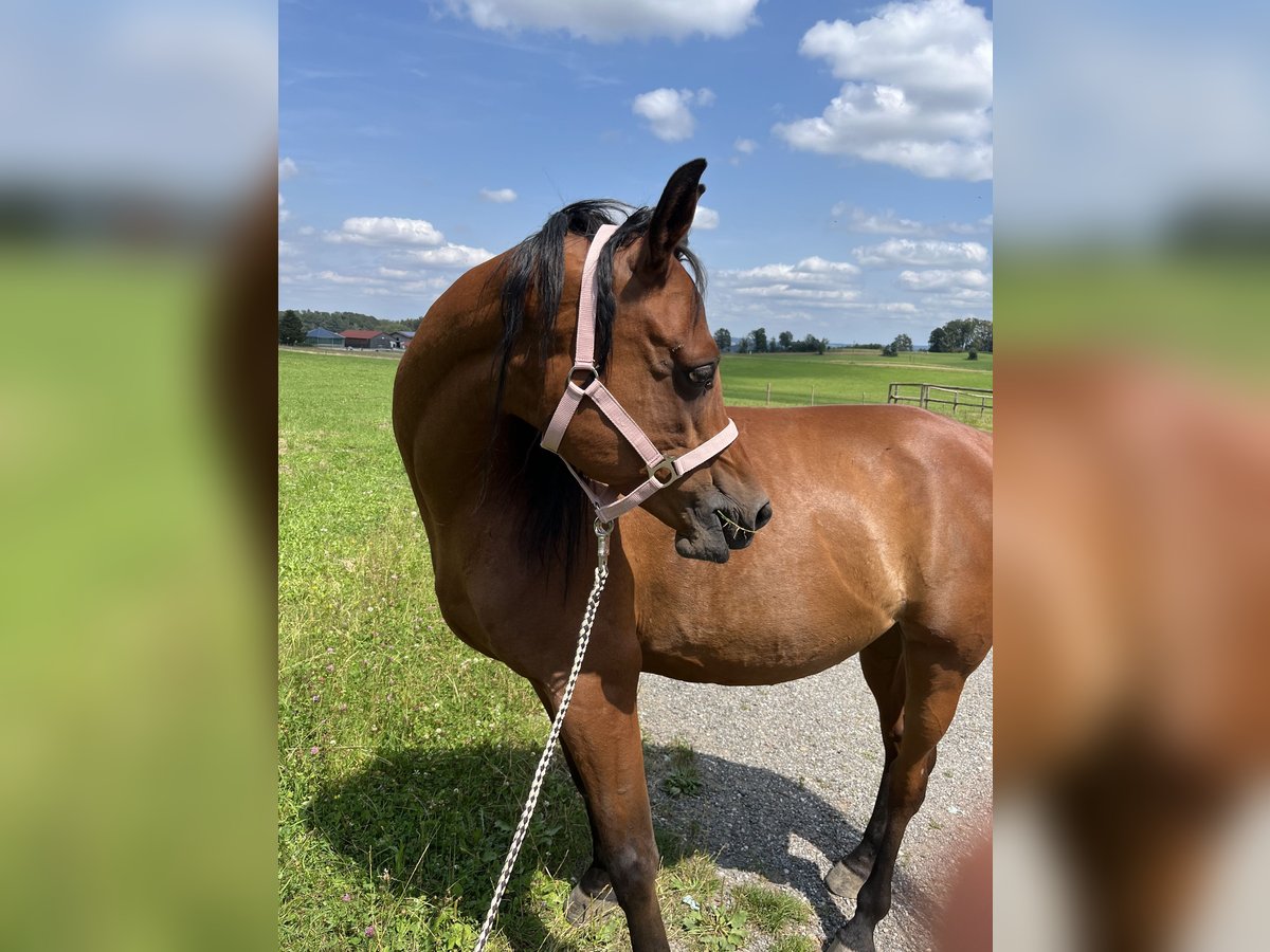 Ägyptischer Araber Wallach 6 Jahre 155 cm Brauner in Dorfen bei Icking