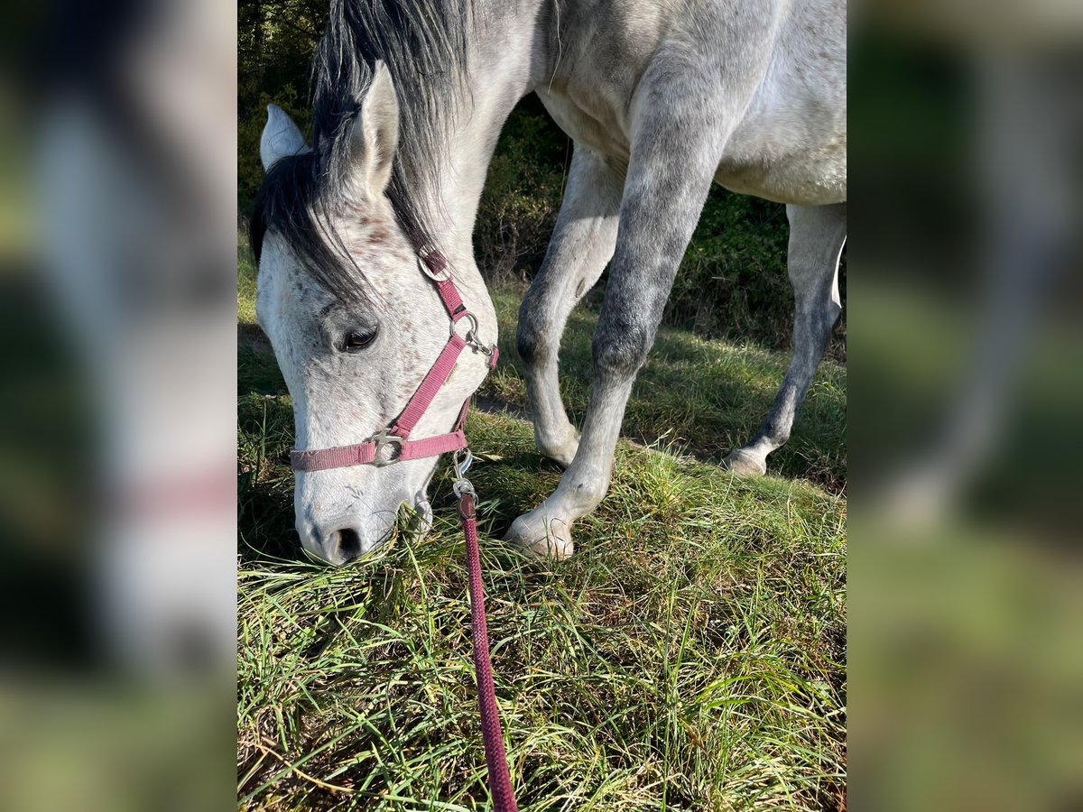 Ägyptischer Araber Wallach 7 Jahre 160 cm Apfelschimmel in Singen