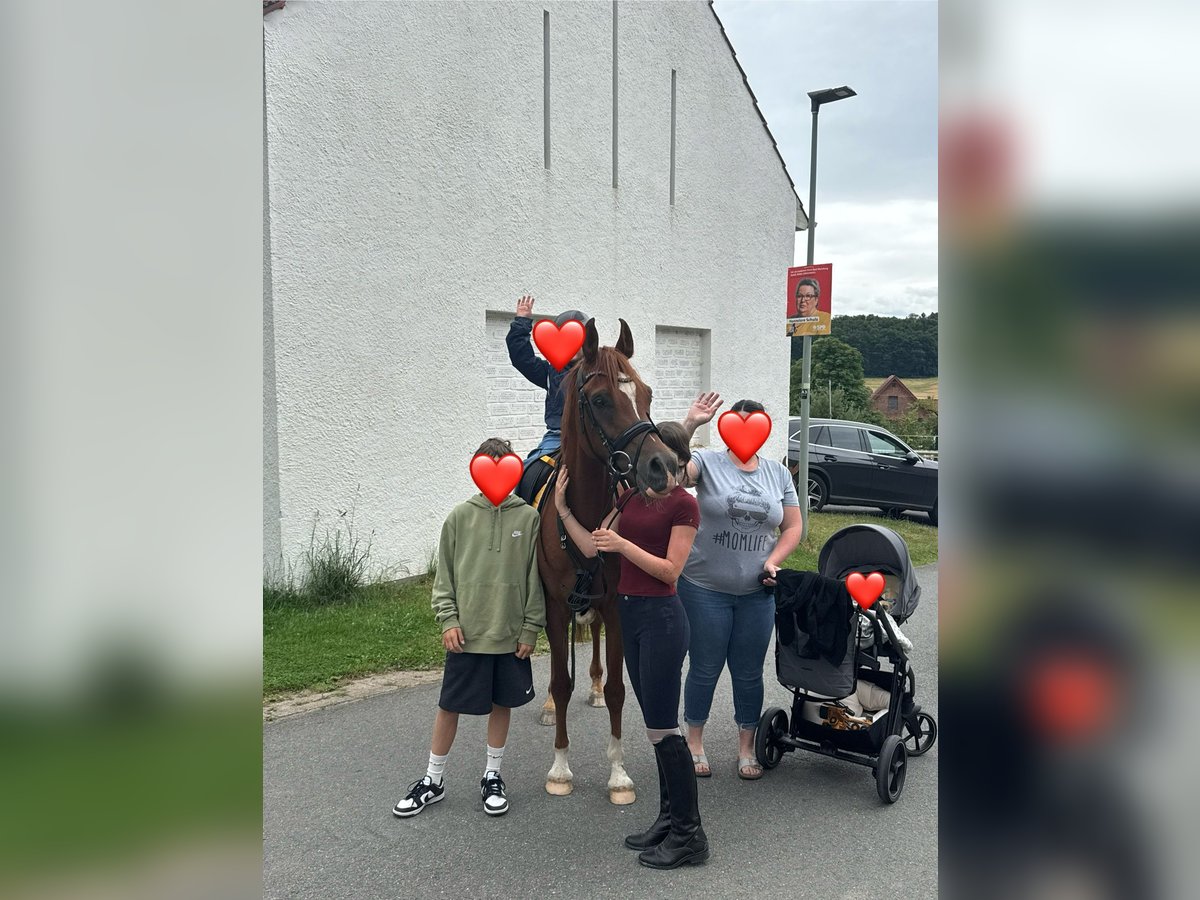 Ägyptischer Araber Wallach 8 Jahre 153 cm Fuchs in Horn-Bad Meinberg