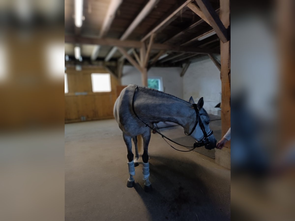 Ägyptischer Araber Wallach 8 Jahre 155 cm Apfelschimmel in Laberweinting