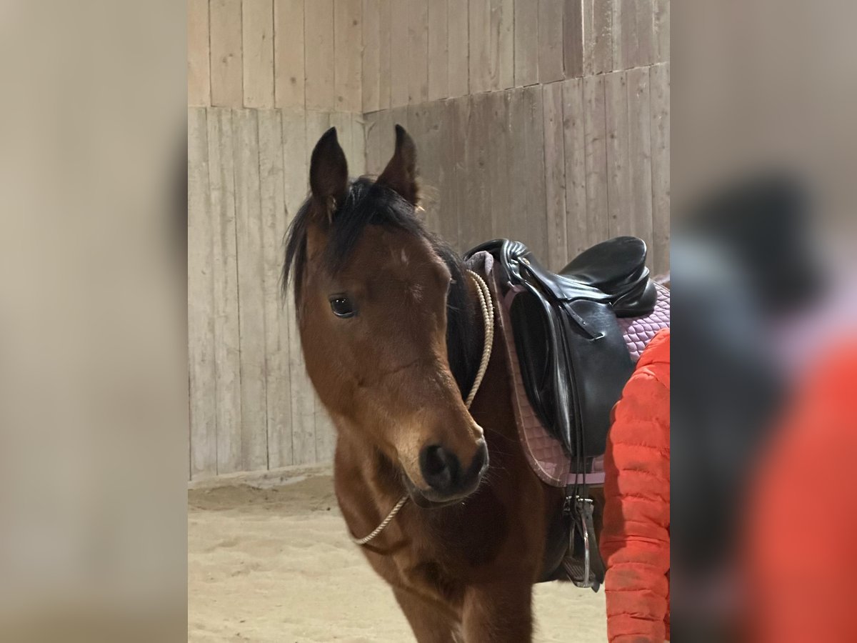 Ägyptischer Araber Wallach 9 Jahre 156 cm Brauner in Pichl bei Wels