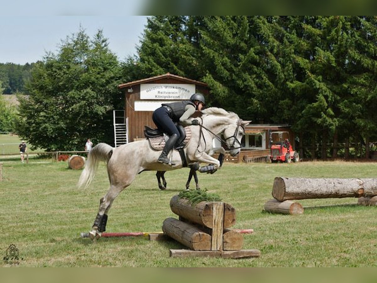 Ägyptischer Araber Wallach 9 Jahre 157 cm Apfelschimmel in Ulm