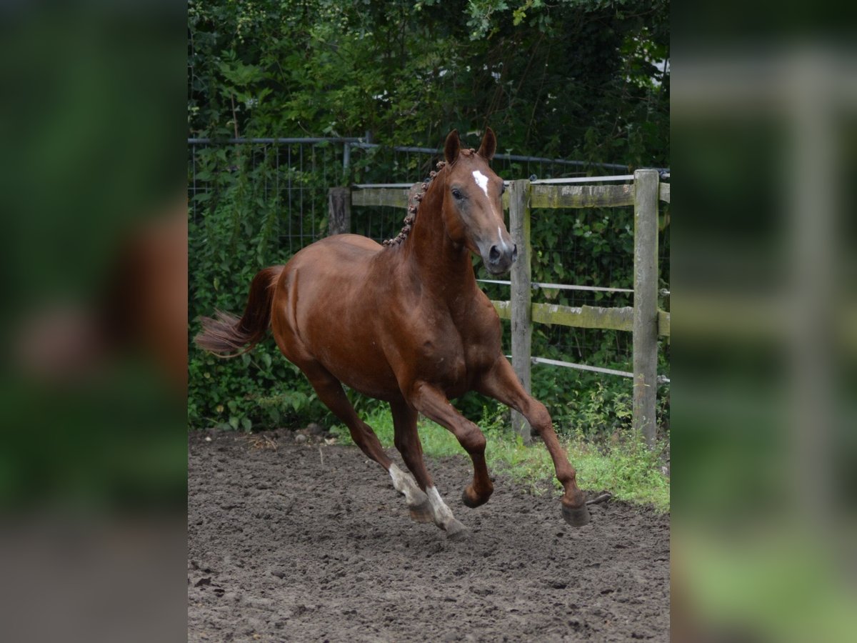 AES Hengst 2 Jaar 147 cm Donkere-vos in Heeswijk-Dinther