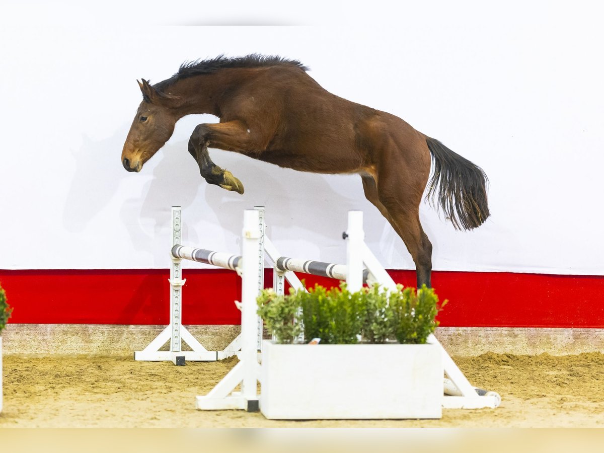 AES Hengst 2 Jaar 160 cm Bruin in Waddinxveen