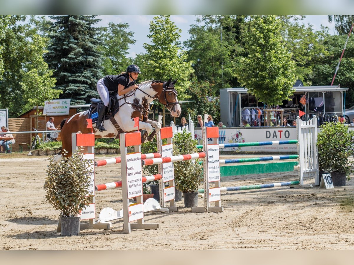 AES Hengst 9 Jaar 165 cm in Roeser