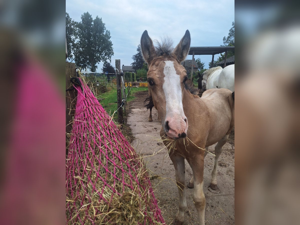 AES Mix Hengst veulen (06/2024) 140 cm Buckskin in Geffen