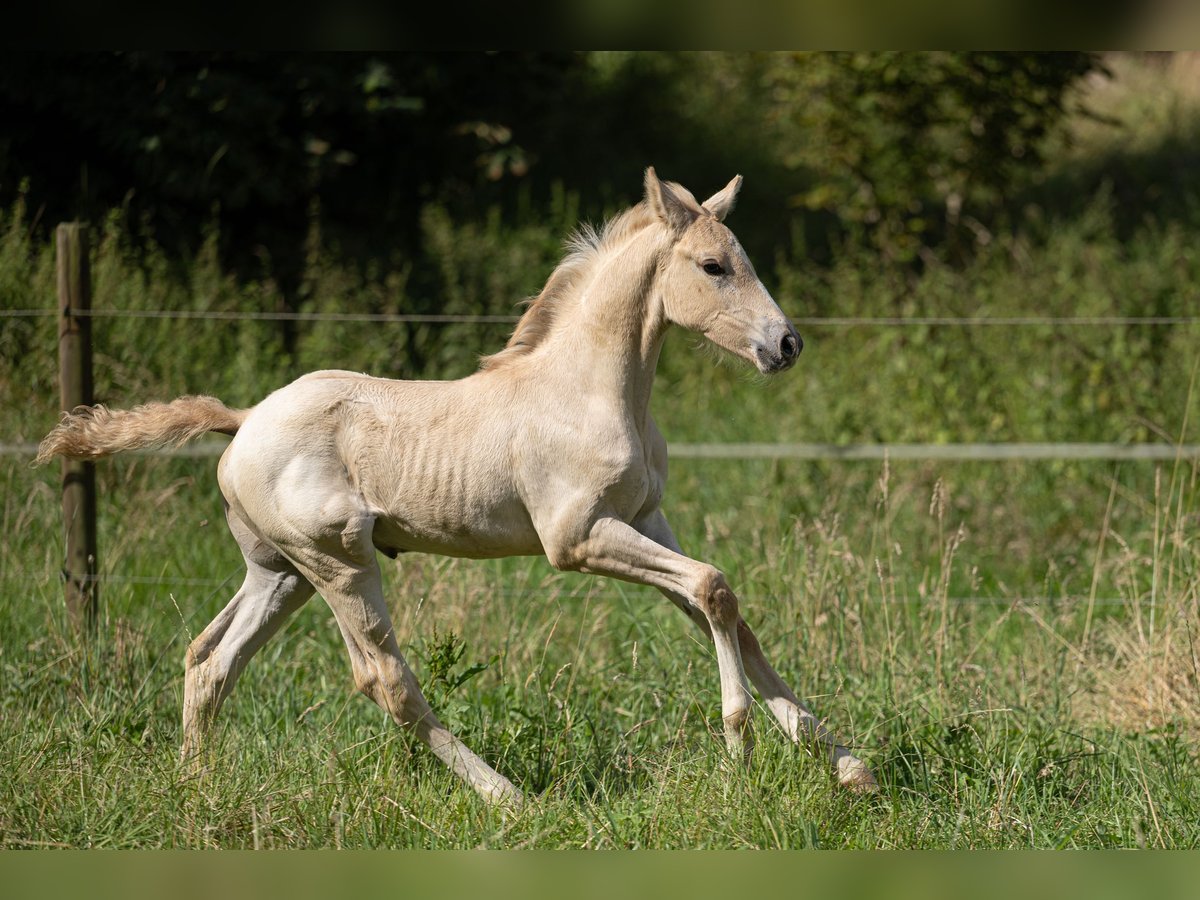 AES Hengst veulen (06/2024) 163 cm Dunalino in Eisighofen