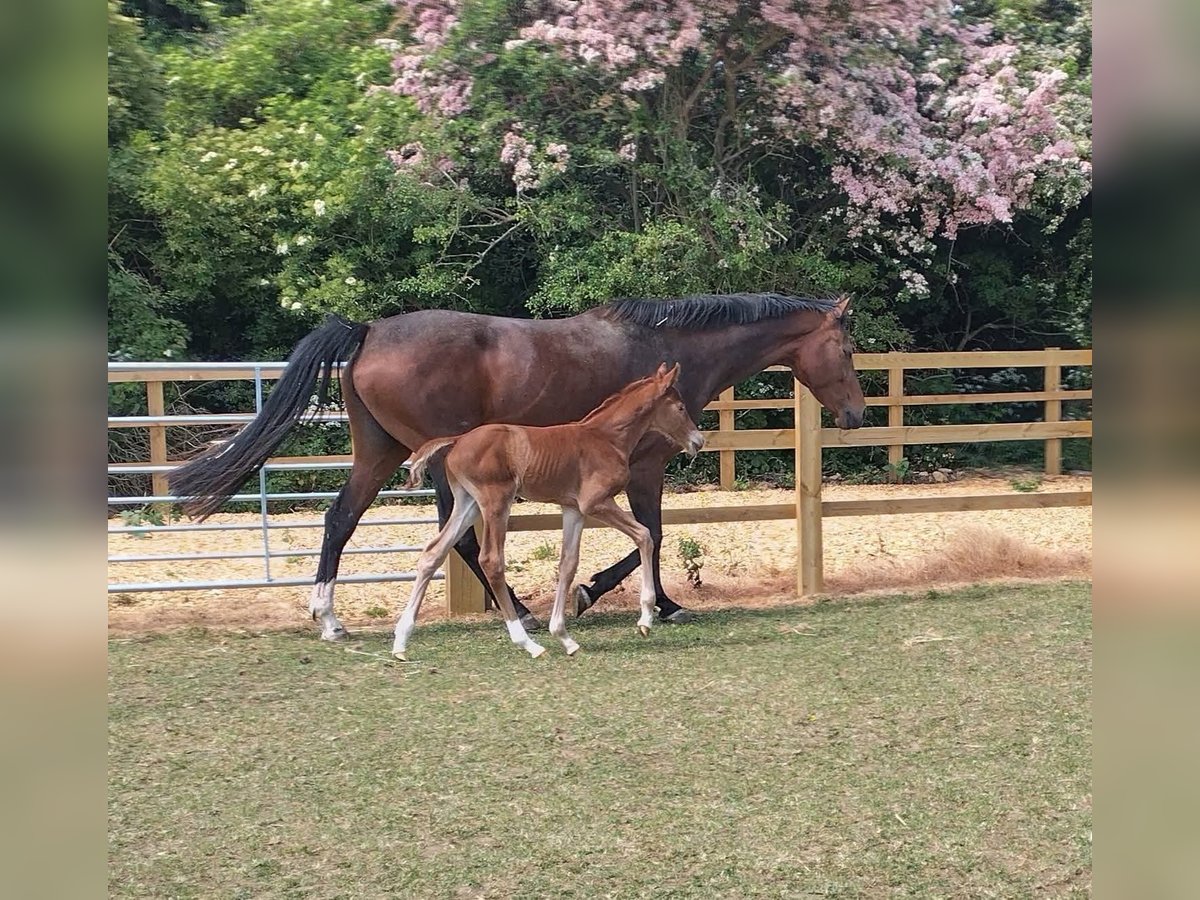 AES Hengst Veulen (05/2025) 165 cm Donkere-vos in Torksey
