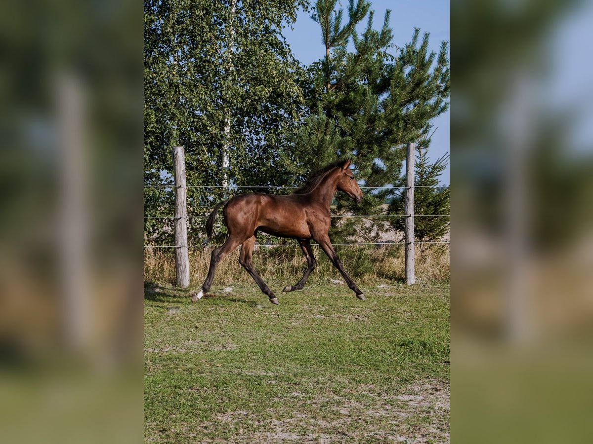 AES Hengst veulen (04/2024) 175 cm Bruin in Janów Podlaski