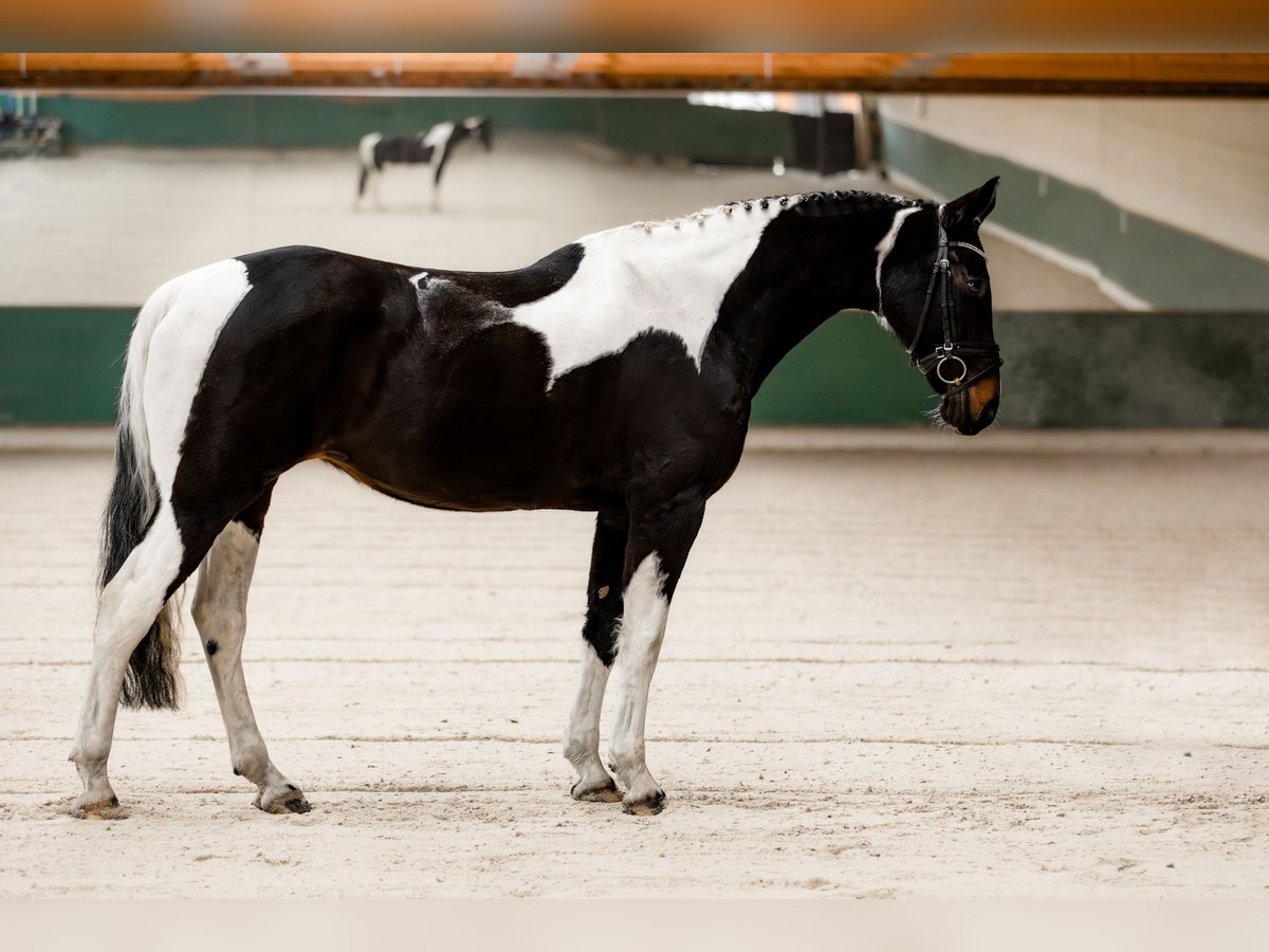 AES Merrie 10 Jaar 165 cm Gevlekt-paard in Prague