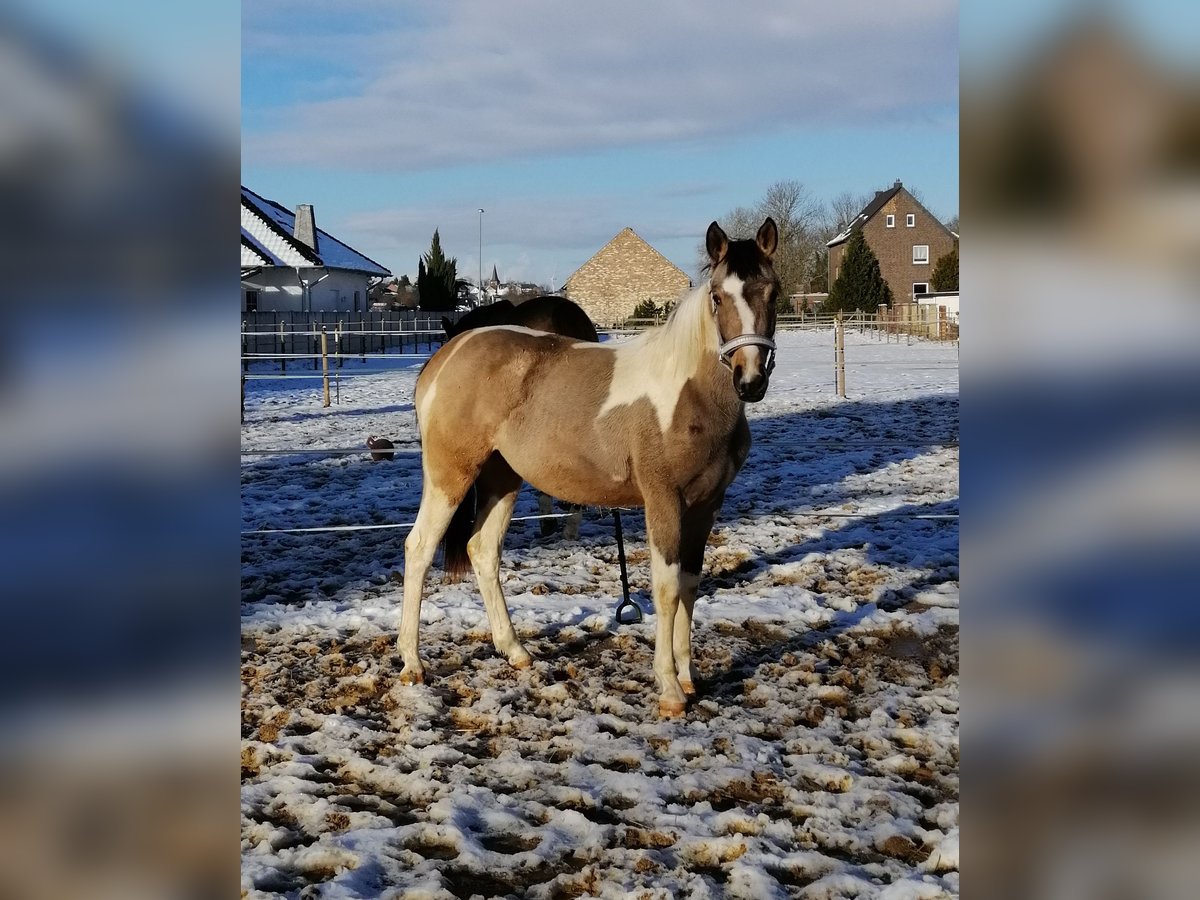 AES Merrie 2 Jaar 160 cm Buckskin in Weilerswist