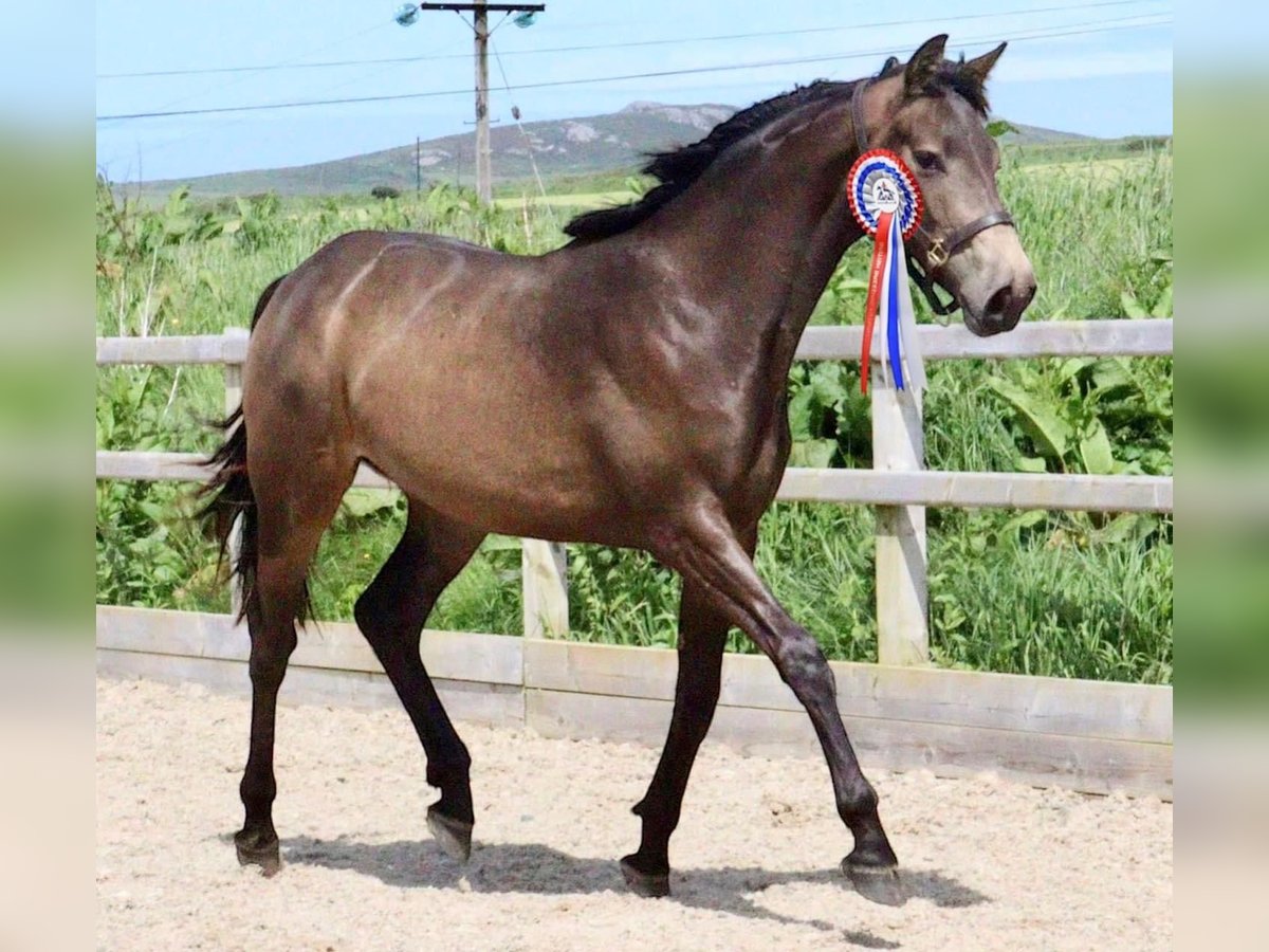 AES Merrie 2 Jaar Buckskin in Wales