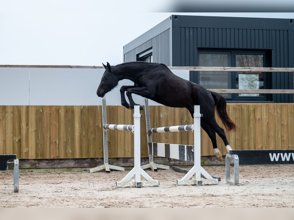 AES Merrie 3 Jaar 159 cm Zwart in GROTE-BROGEL