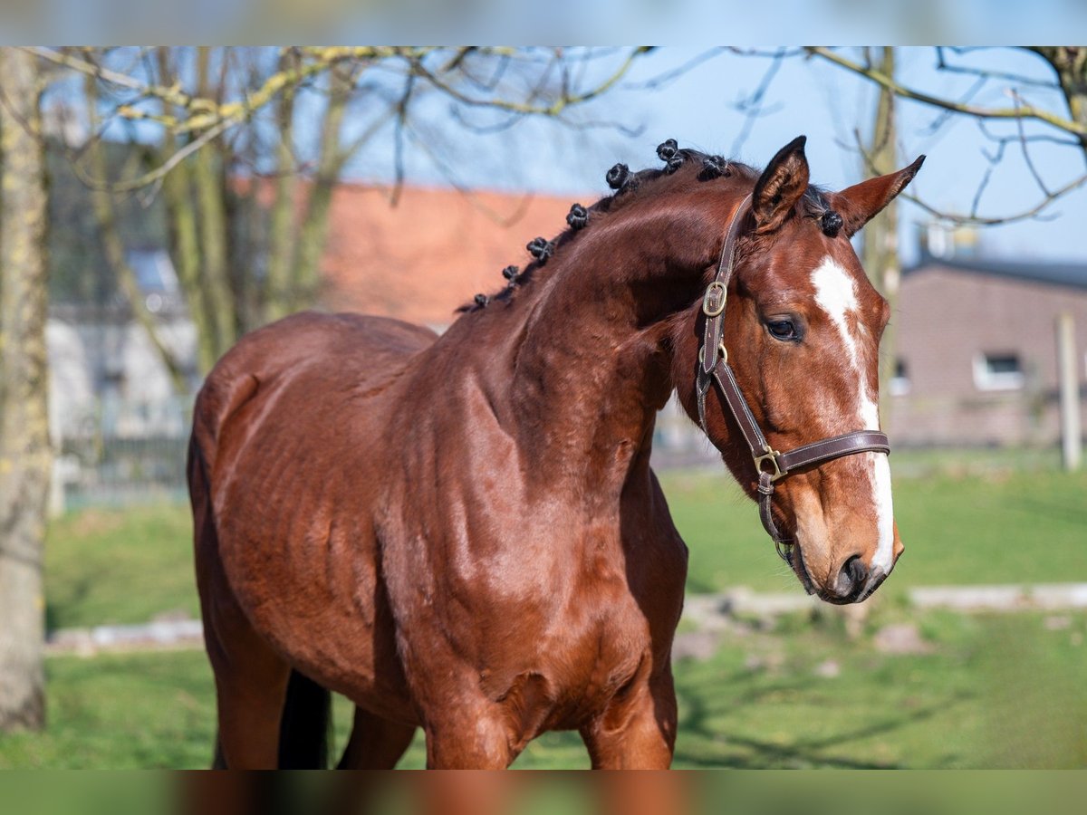 AES Merrie 3 Jaar 160 cm Bruin in GROTE-BROGEL