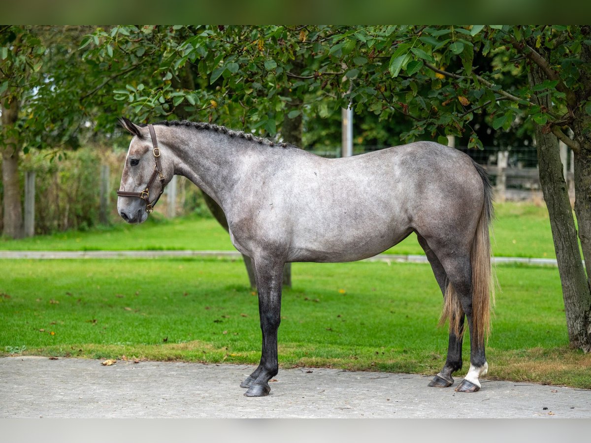 AES Merrie 3 Jaar 160 cm Schimmel in GROTE-BROGEL