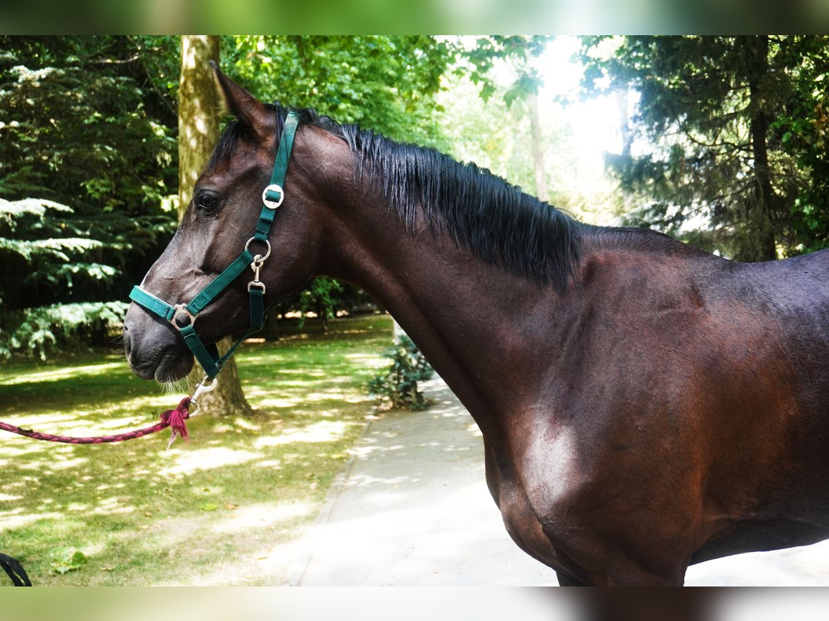 AES Merrie 3 Jaar 165 cm Donkerbruin in el espinar (segovia)