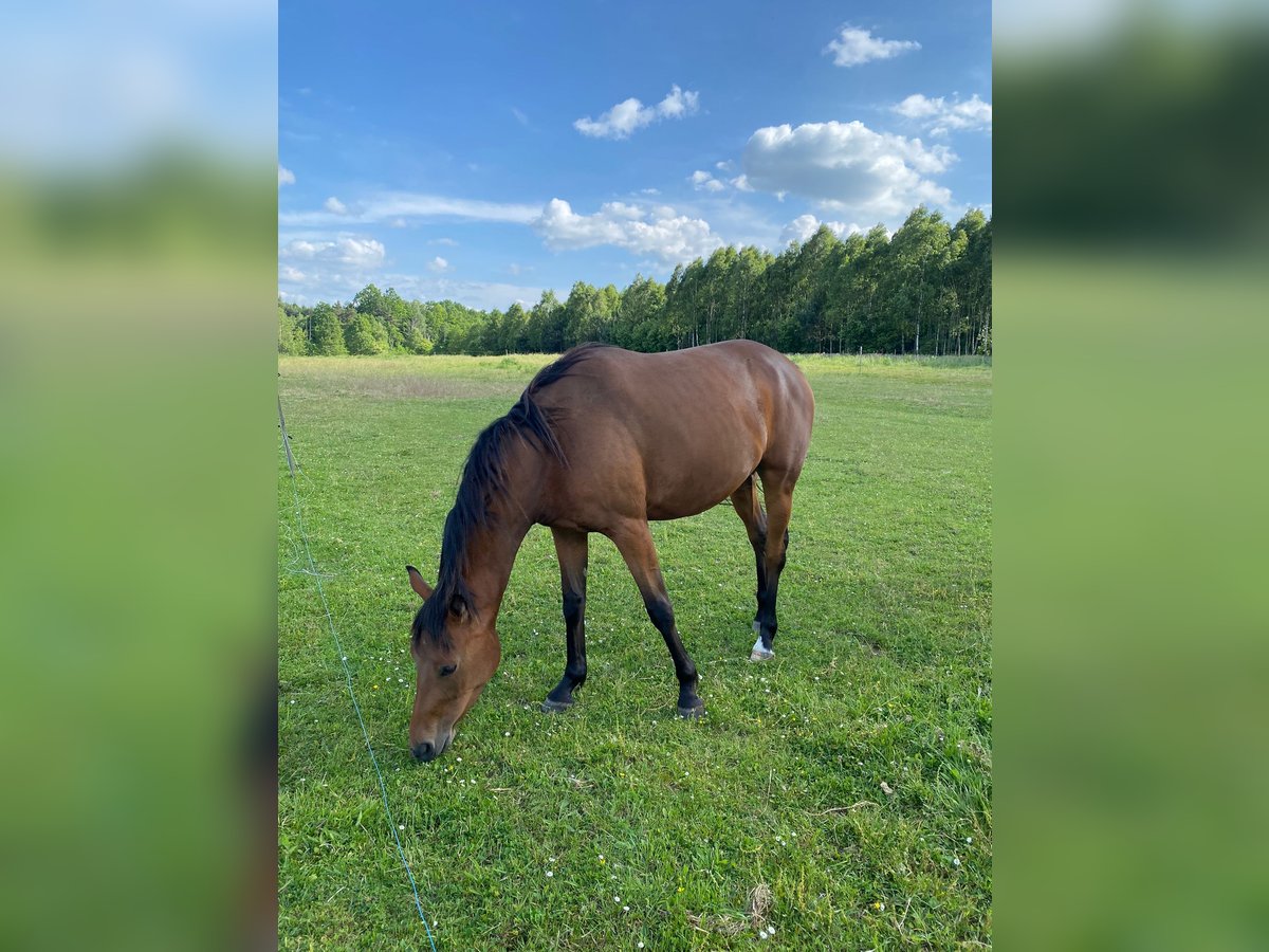 AES Merrie 4 Jaar 160 cm Bruin in Neuaigen