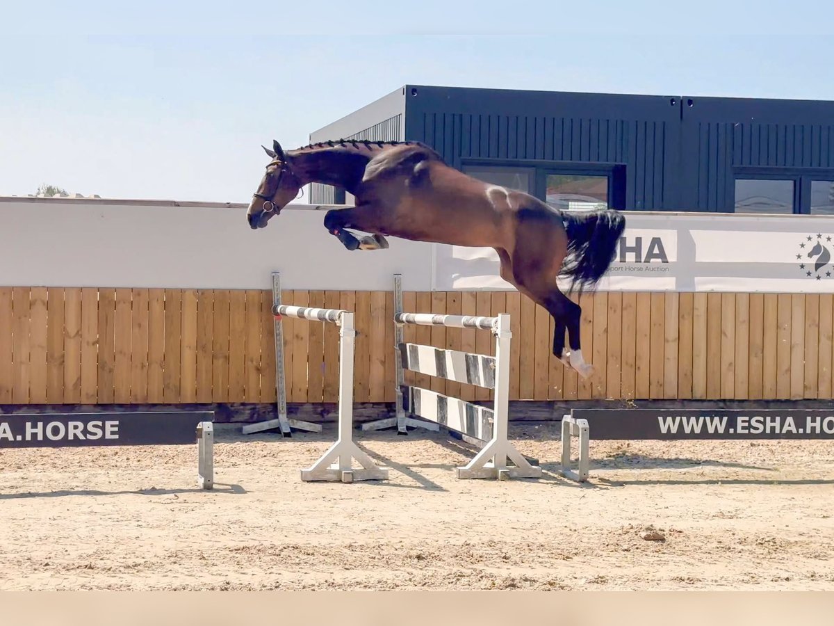 AES Merrie 4 Jaar 168 cm Bruin in GROTE-BROGEL