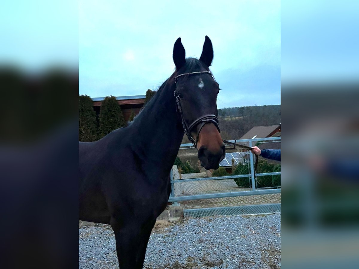 AES Merrie 4 Jaar 170 cm Donkerbruin in Regau