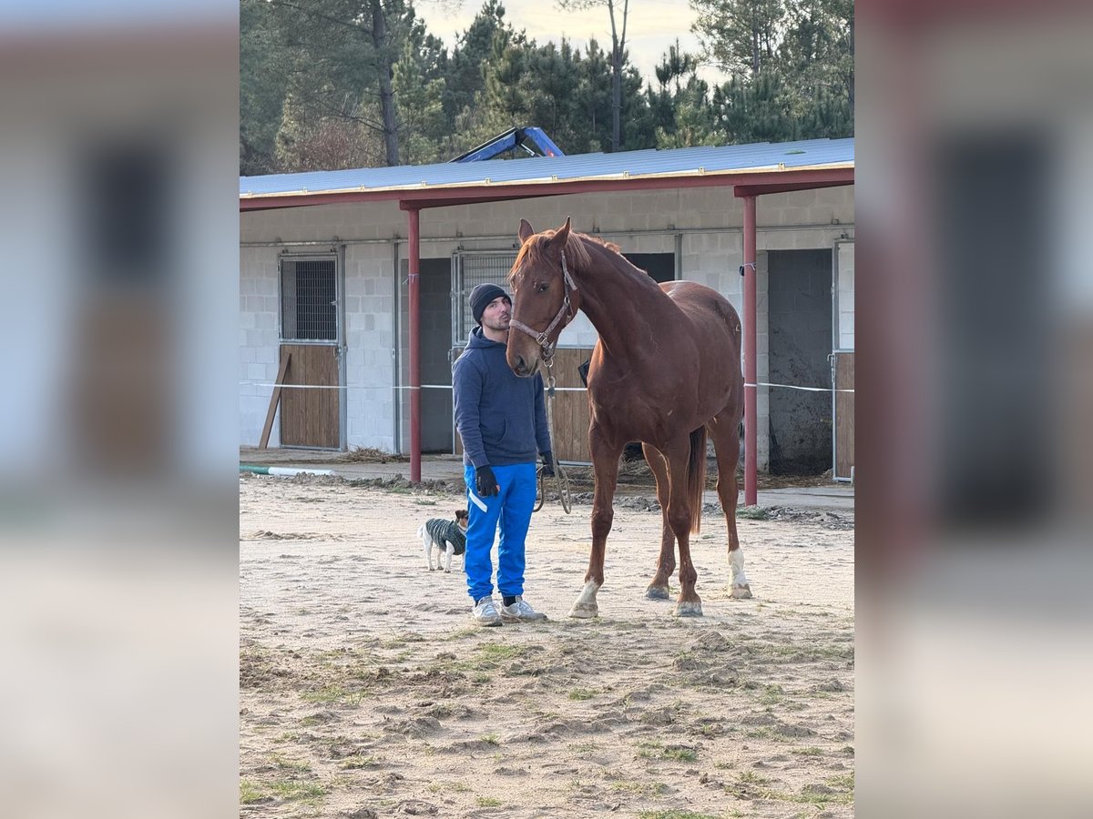 AES Merrie 4 Jaar 170 cm Donkere-vos in Cañiza, A (Casco Urbano)