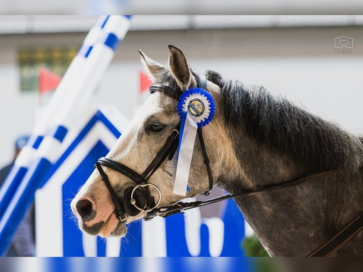 AES Merrie 5 Jaar 154 cm Schimmel in Bystrzek