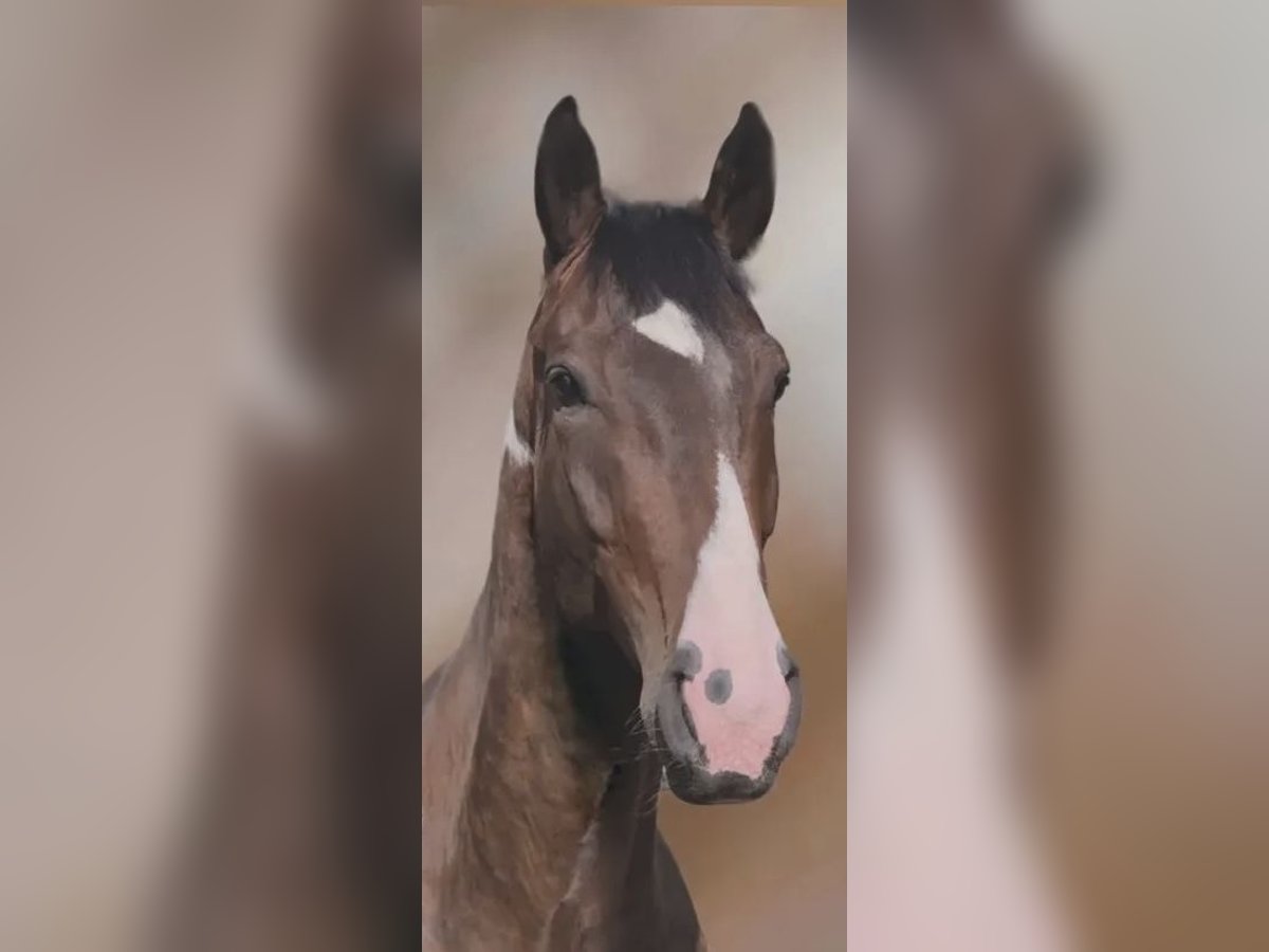 AES Merrie 5 Jaar 170 cm Gevlekt-paard in Belp