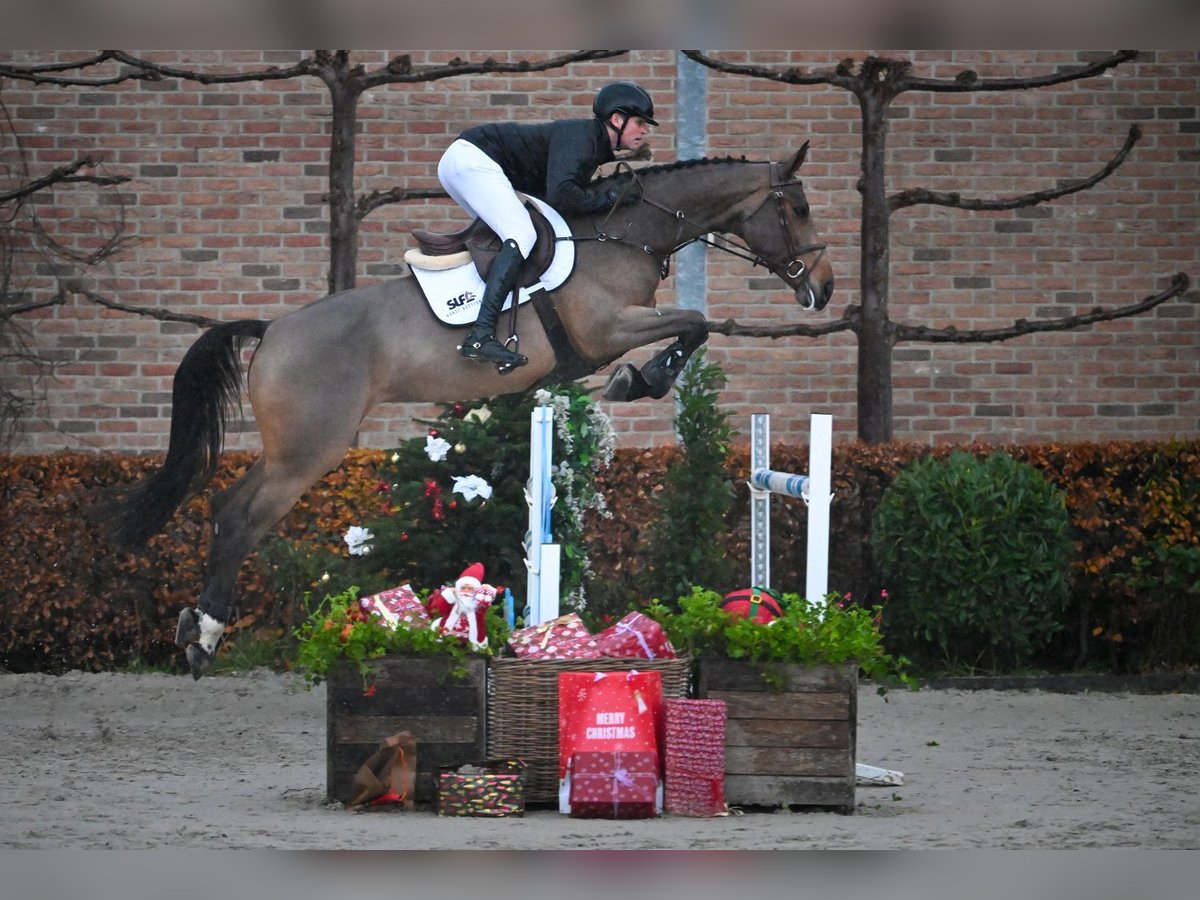 AES Merrie 6 Jaar 174 cm Bruin in Bladel