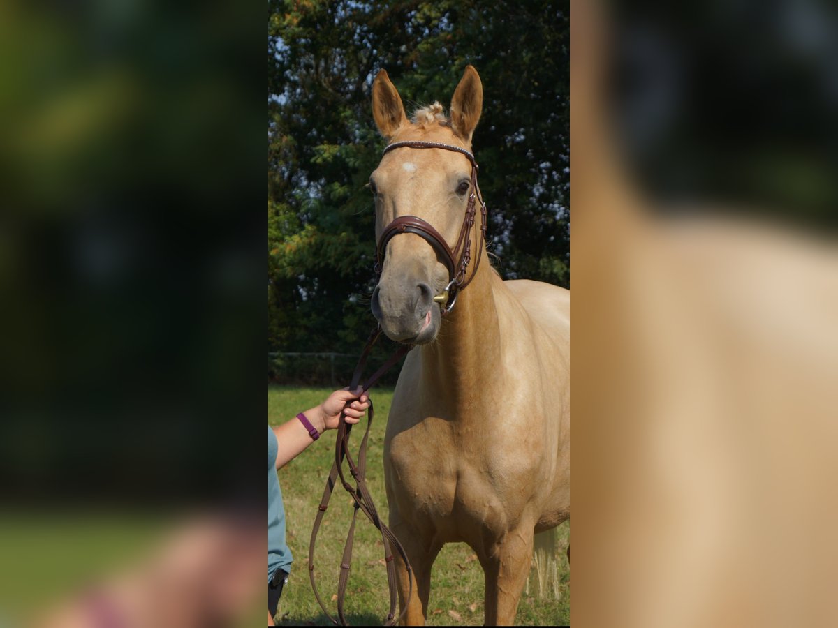 AES Merrie 8 Jaar 165 cm Palomino in M&#xFC;geln