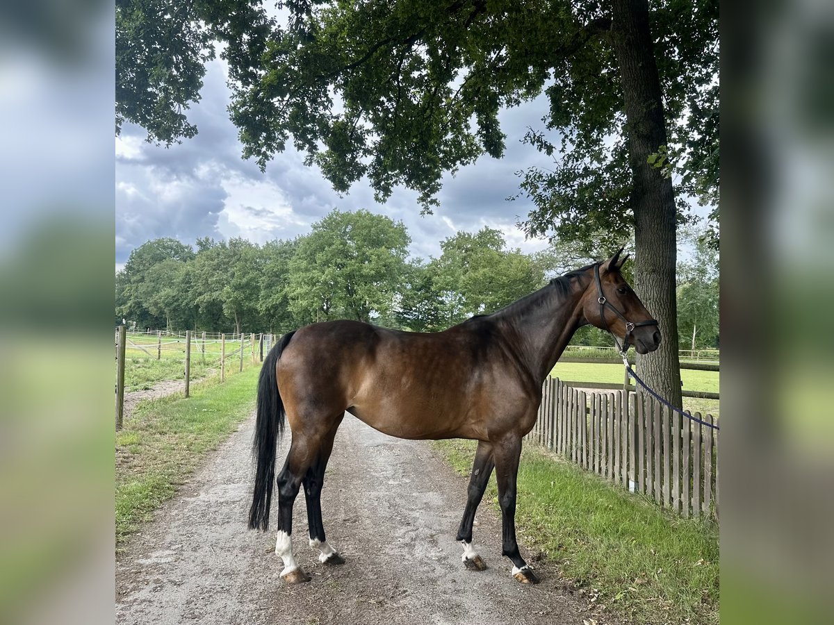 AES Merrie 8 Jaar 167 cm Bruin in Lienen