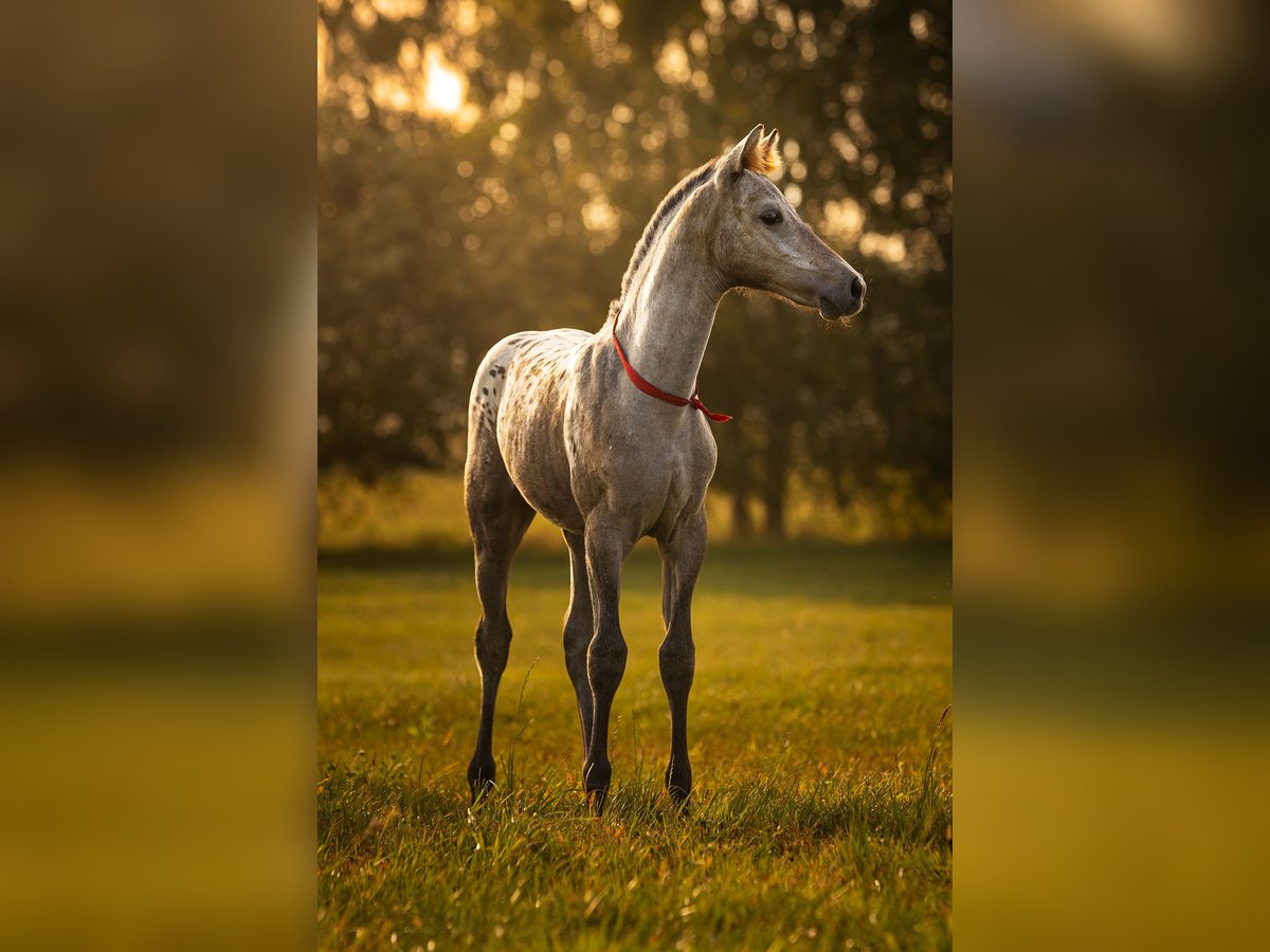AES Merrie Veulen (06/2025) 170 cm Appaloosa in siedliska