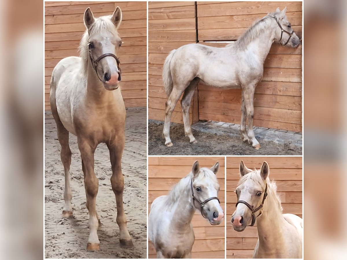 AES Merrie Veulen (05/2025) Palomino in Den Ham