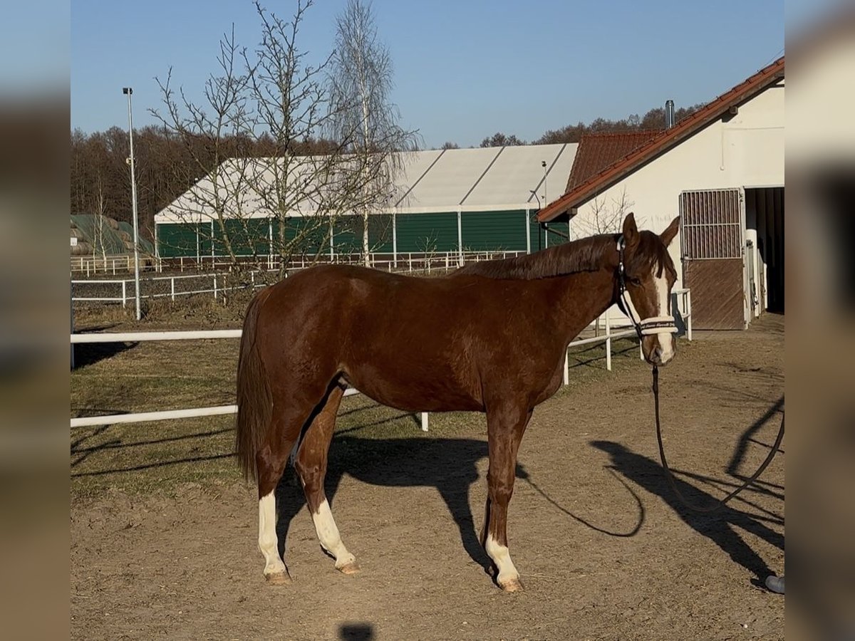 AES Ruin 2 Jaar 158 cm Vos in Strzeszyn