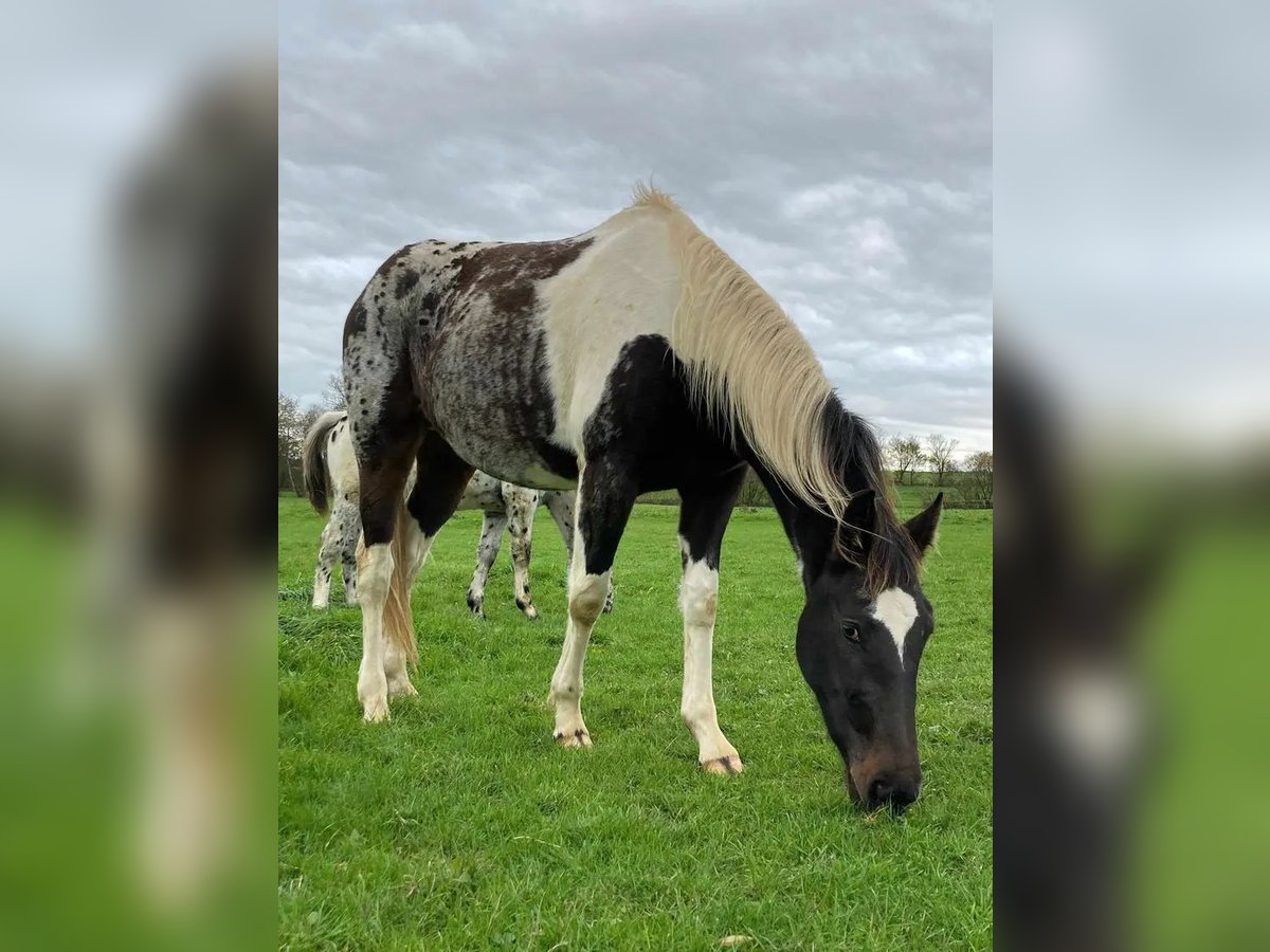 AES Ruin 3 Jaar 162 cm Tobiano-alle-kleuren in Aix-en-Provence