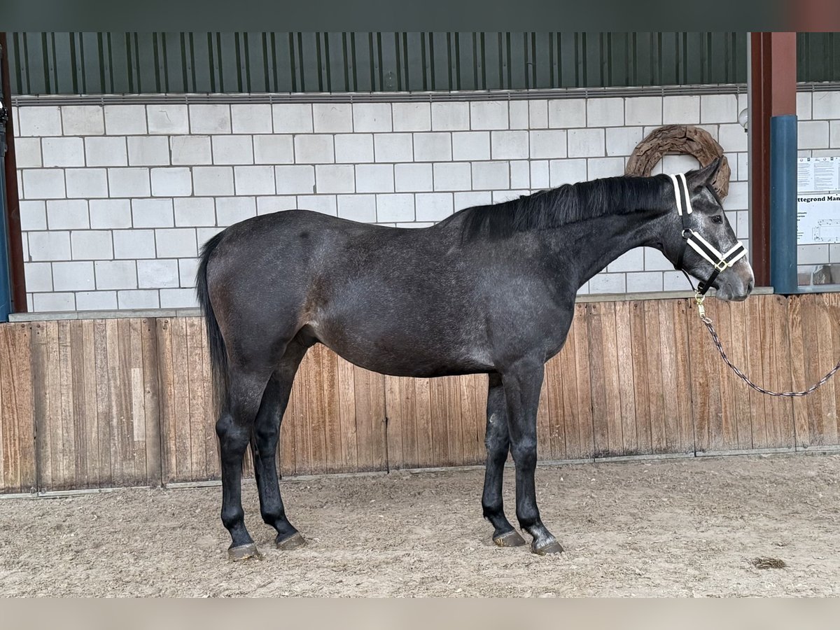AES Ruin 4 Jaar 166 cm Blauwschimmel in Oud Gastel