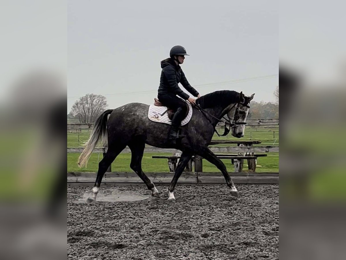 AES Ruin 5 Jaar 160 cm Schimmel in GROTE-BROGEL