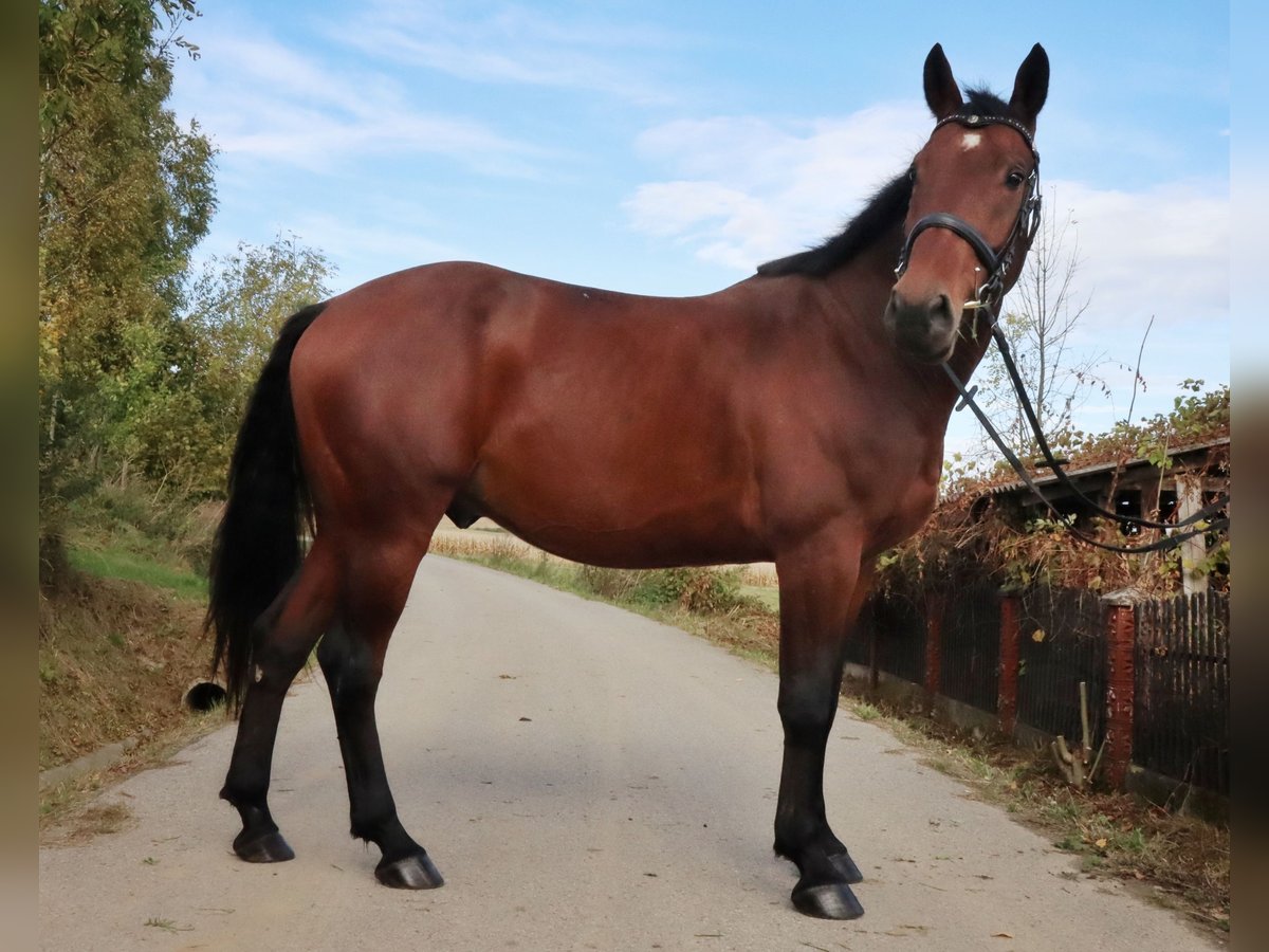 AES Ruin 6 Jaar 162 cm Bruin in Trze&#x15B;ni&#xF3;w
