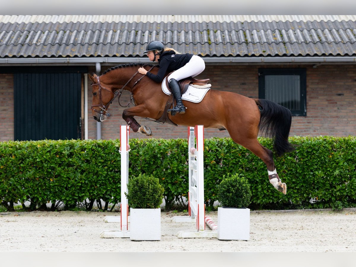 AES Ruin 7 Jaar 162 cm Bruin in Waddinxveen AES Ruin 7 Jaar 162 cm Bruin in Waddinxveen