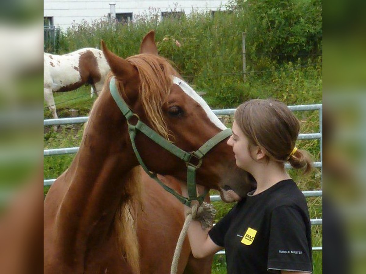 AIH (American Indian Horse) Valack 2 år 150 cm fux in Julbach