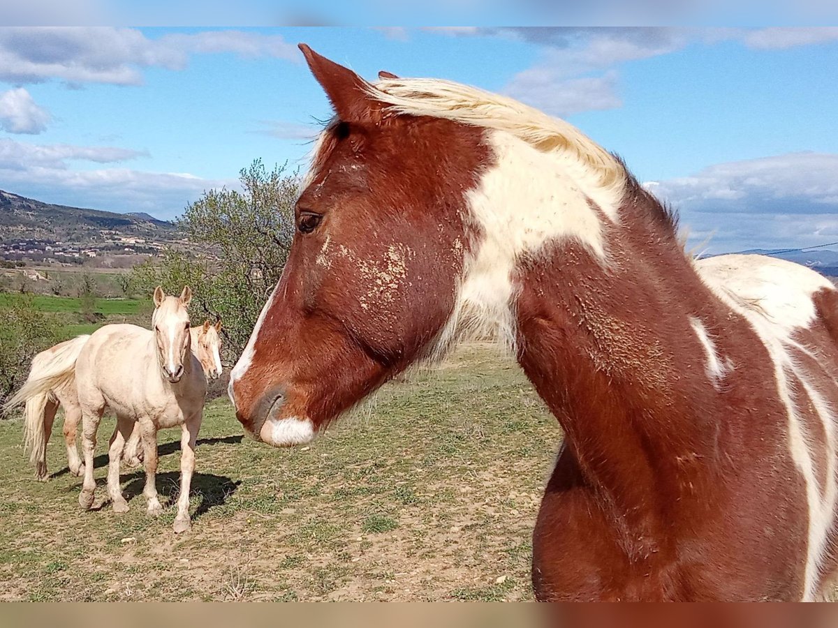 AIH (American Indian Horse) Valack 6 år 160 cm Tobiano-skäck-alla-färger in Saint-Bres