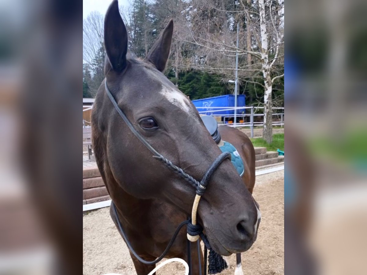 Akhal-Teke Caballo castrado 19 años 157 cm Morcillo in Schömberg