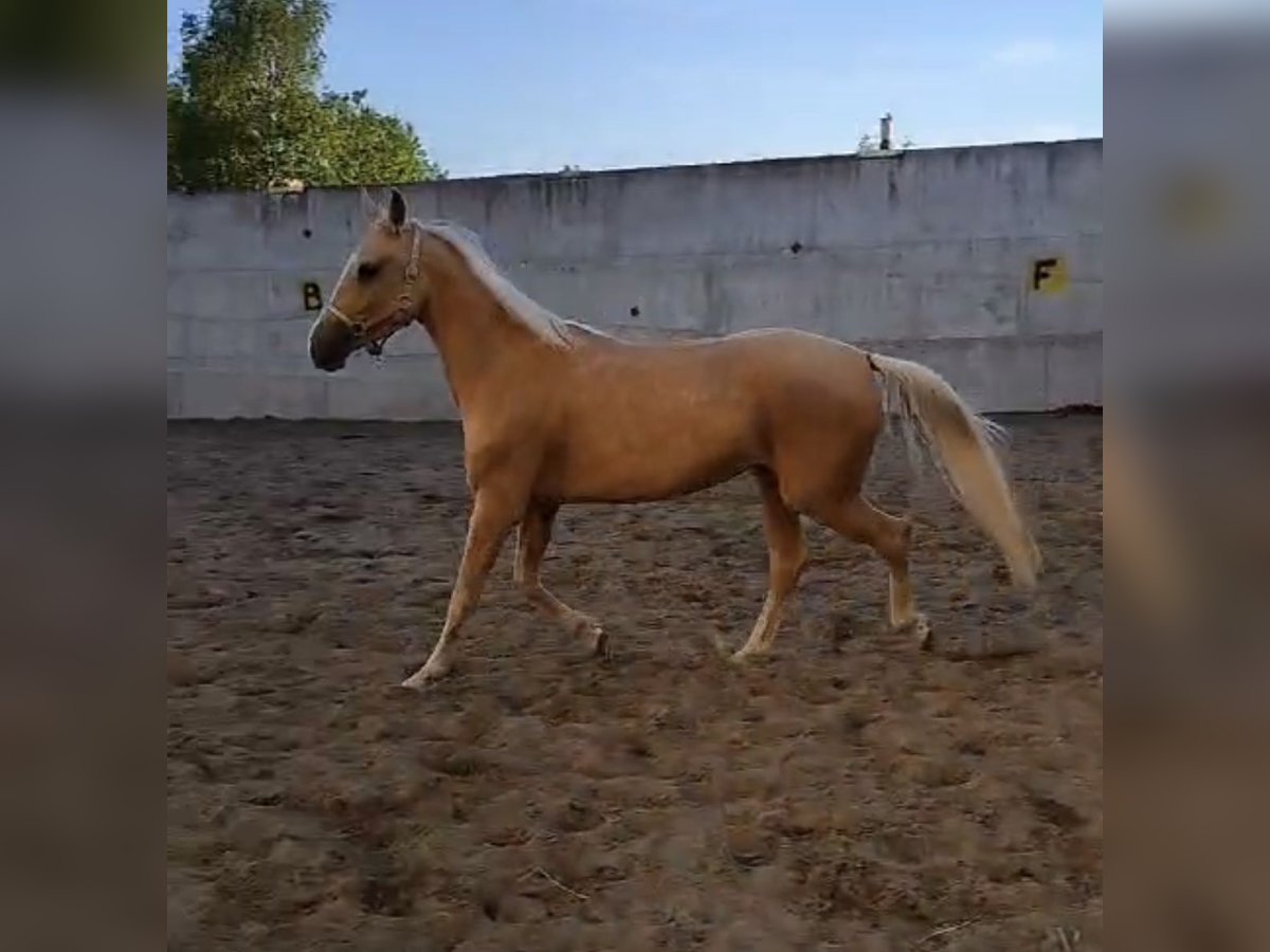 Akhal-Teke Caballo castrado 4 años 160 cm in L&#8217; Aquila
