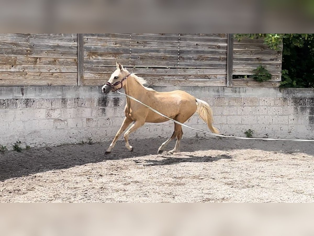 Akhal-Teke Caballo castrado 4 años 160 cm in L&#8217; Aquila